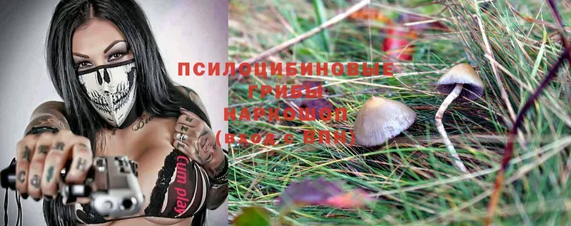 Псилоцибиновые грибы Psilocybe  хочу наркоту  Катав-Ивановск 